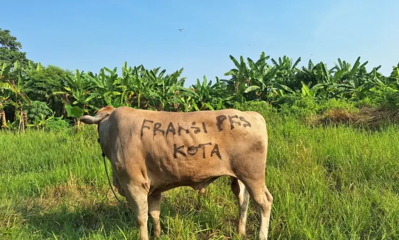 Fraksi PKS DPRD Kota Serang Sumbang Sapi Qurban 550 Kg Jenis Limosin Cross 6